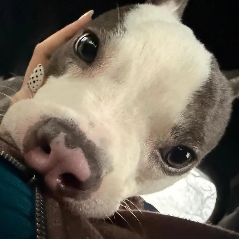 Lil Pebbles thumbnail 3