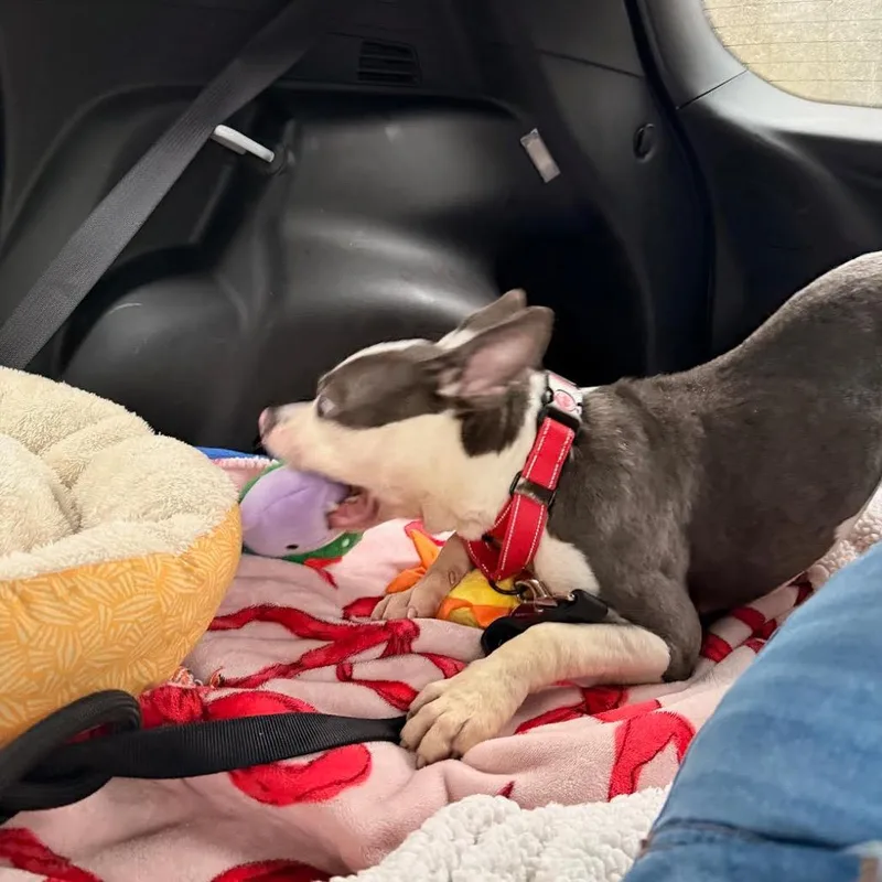 Lil Pebbles thumbnail 6