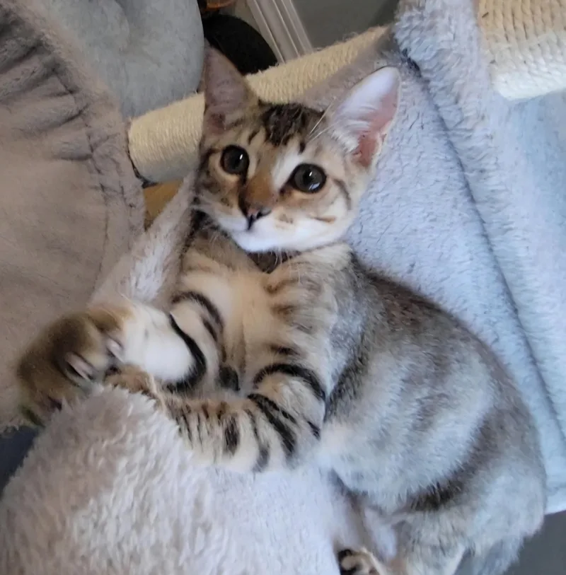 A baby medium-sized male Tabby (Gray / Blue / Silver) Domestic Short Hair cat named Kodiak for adoption in Litchfield Park, AZ