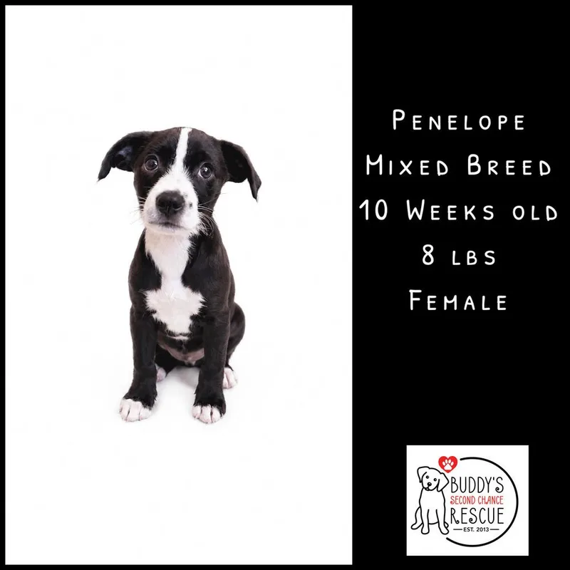 Penelope thumbnail 2