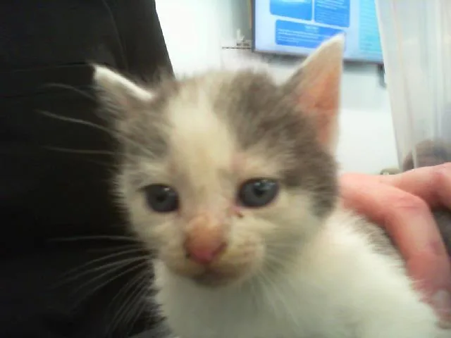 A baby small-sized female Domestic Medium Hair cat named Elsie for adoption in Charlotte, NC