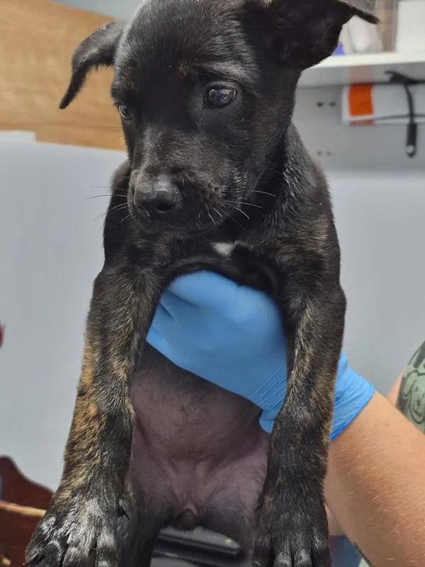 A baby small-sized female Australian Cattle Dog / Blue Heeler dog named Leia for adoption in Morristown, TN