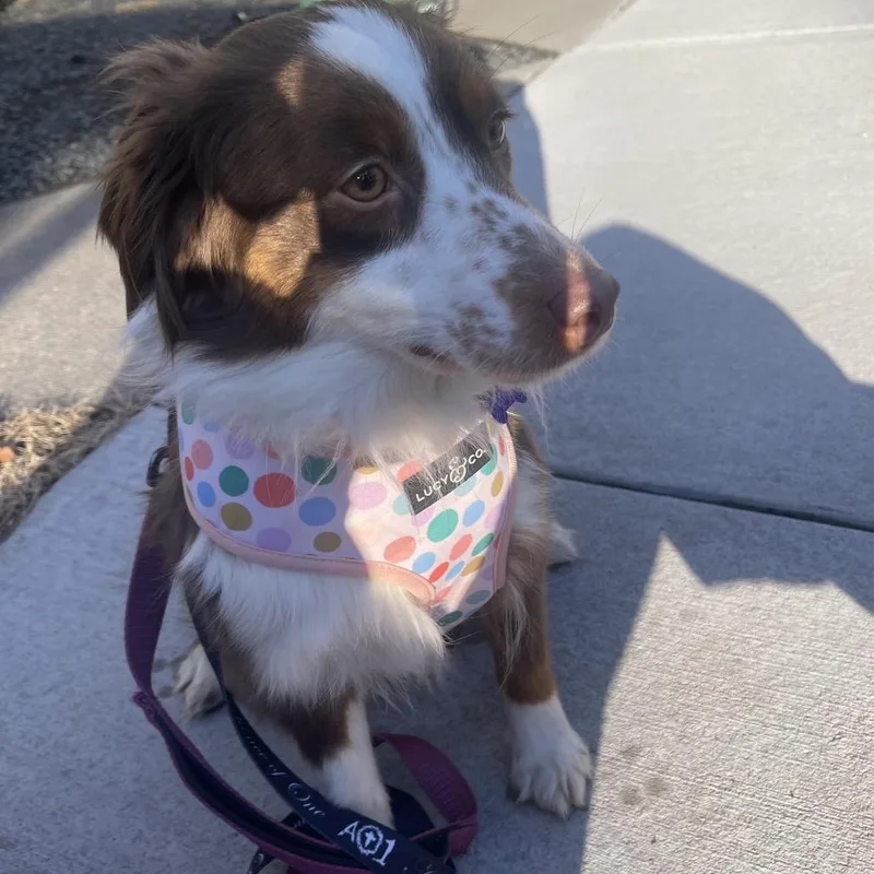 An adult medium-sized female Red / Chestnut / Orange Australian Shepherd dog named Capp for adoption in Ada, MN