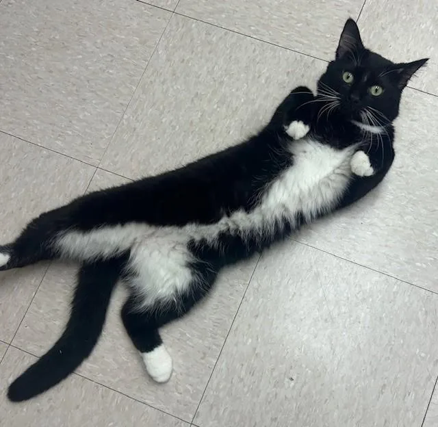 An adult medium-sized male White Domestic Short Hair cat named Cypress for adoption in Willmar, MN