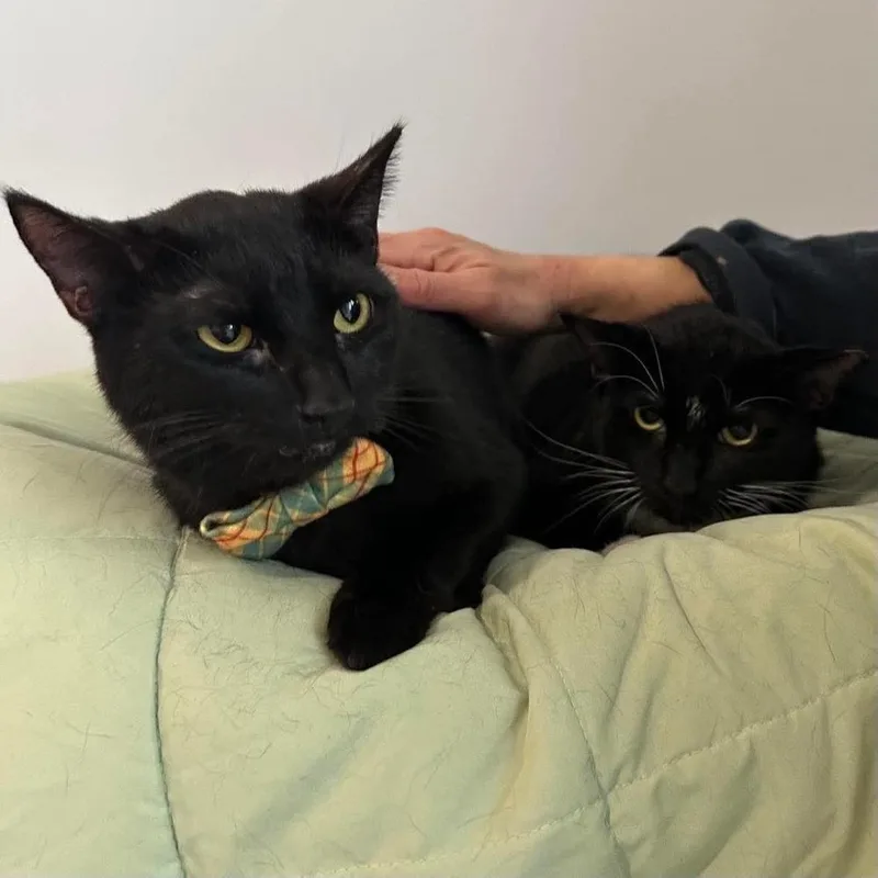 A young large-sized male Black & White / Tuxedo Domestic Short Hair cat named Marley for adoption in Raleigh, NC