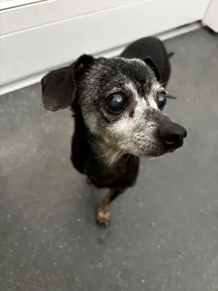 Dragon D. Luffy thumbnail 3