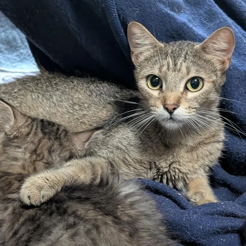 An adult small-sized female Gray / Blue / Silver Domestic Short Hair cat named Mamma Mia for adoption in Long Beach, CA