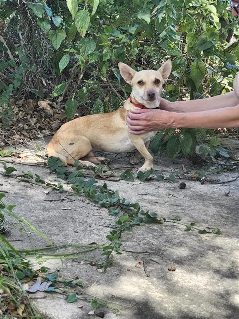 An adult small-sized male Chihuahua dog named Thor for adoption in San Antonio, TX