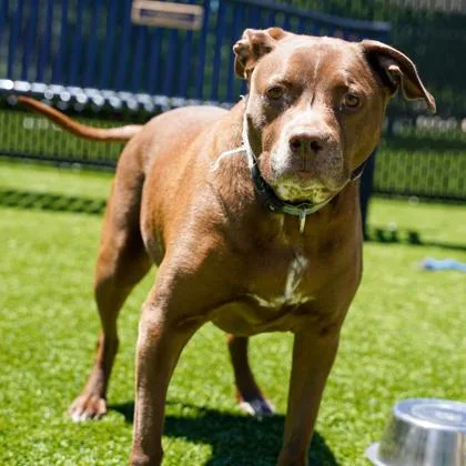 A senior large-sized female Brown / Chocolate Mixed Breed dog named Coco for adoption in Atlanta, GA