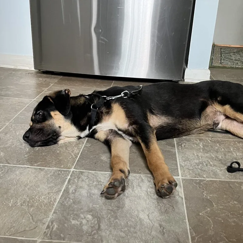 A young medium-sized male Black Mixed Breed dog named Stewy for adoption in Chattanooga, TN