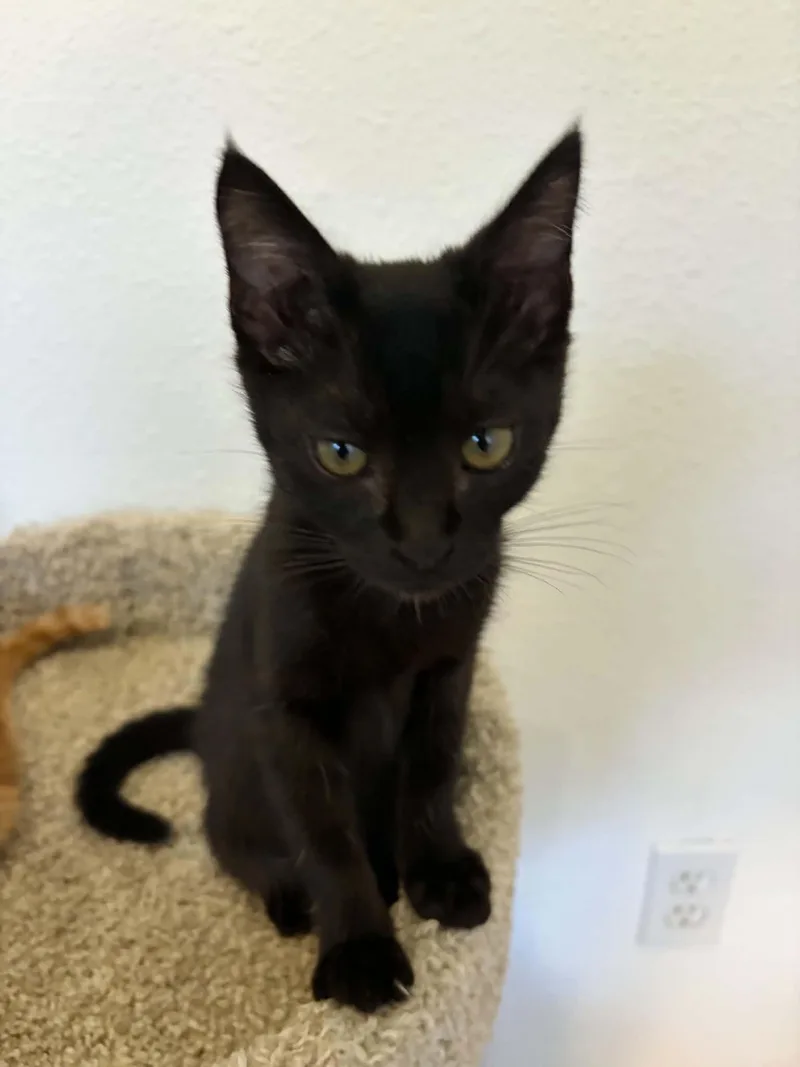 A baby medium-sized female Black American Shorthair cat named Victoria for adoption in Poway, CA
