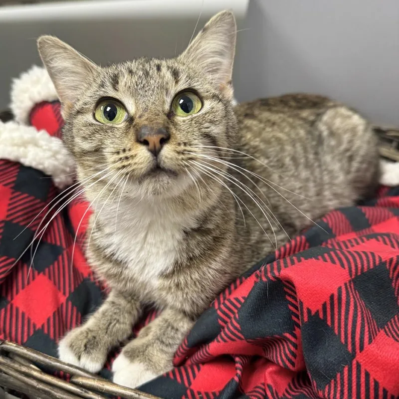 A young small-sized female Brown / Chocolate Domestic Short Hair cat named Bunny for adoption in Leander, TX