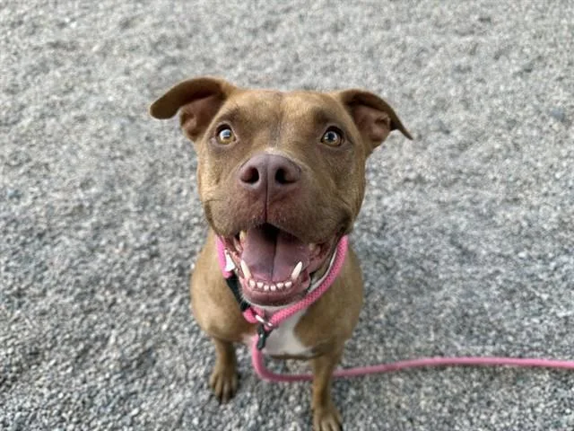 An adult large-sized female Pit Bull Terrier dog named Nala for adoption in Mesa, AZ
