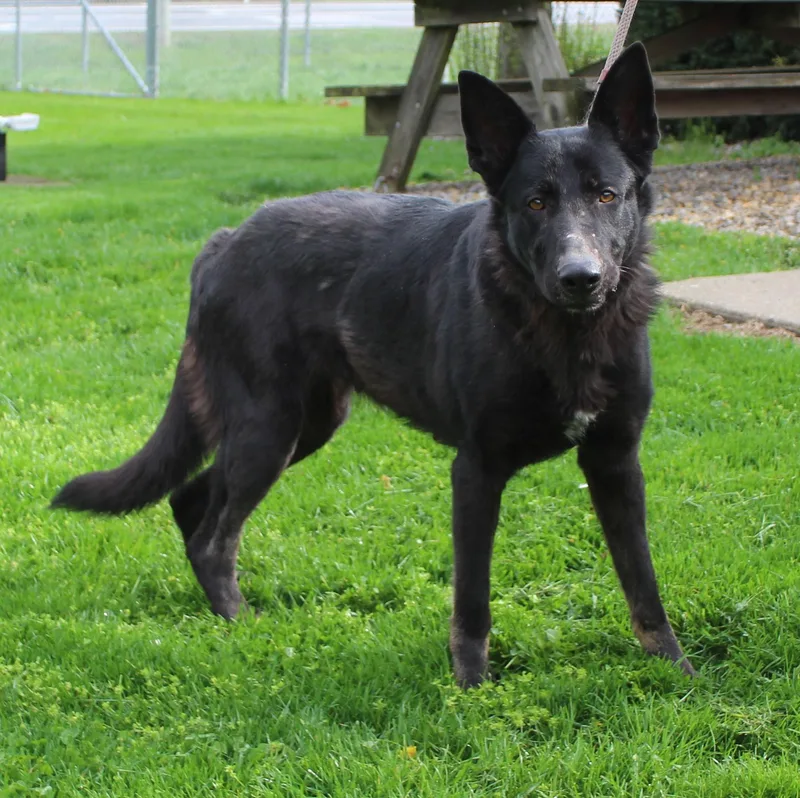 An adult large-sized female Black German Shepherd Dog dog named Luna for adoption in Heath, OH