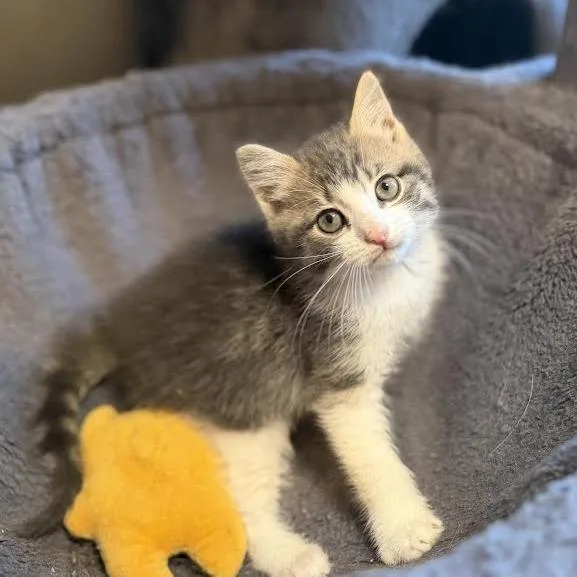 A baby small-sized male White Domestic Medium Hair cat named Pacey for adoption in Wappingers Falls, NY