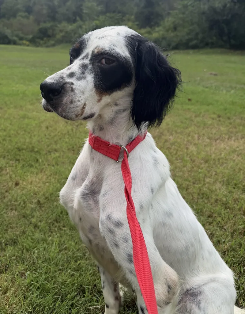 An adult medium-sized female English Setter dog named Beverley URGENT for adoption in Wood Dale, IL