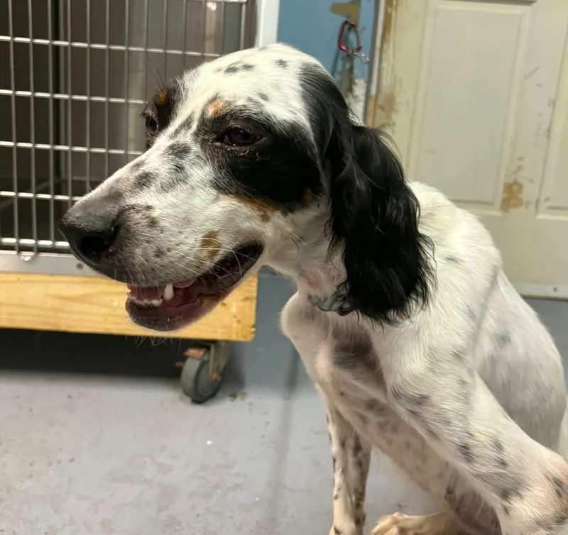 Beverley URGENT thumbnail 2