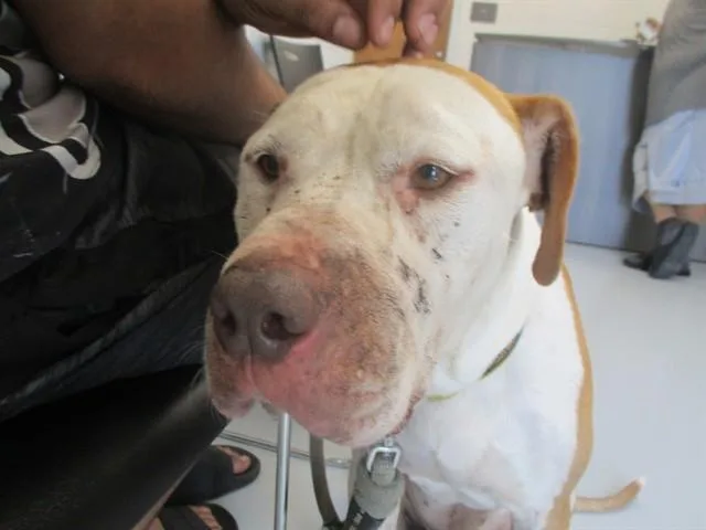 An adult medium-sized male Hound dog named Herbie for adoption in Ocala, FL