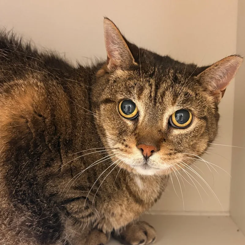 A senior large-sized female Brown / Chocolate Domestic Short Hair cat named Barb for adoption in Fairport, NY