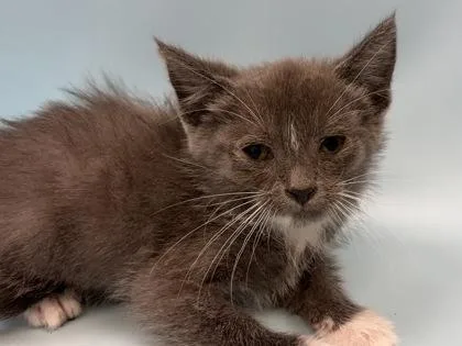 A baby small-sized female Domestic Short Hair cat named Natasha for adoption in Woodbury, MN