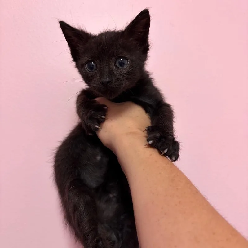 A baby small-sized male Black Domestic Short Hair cat named Binx for adoption in Webster, TX