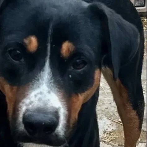 An adult medium-sized male Mixed Breed dog named Buster for adoption in Canyon, TX