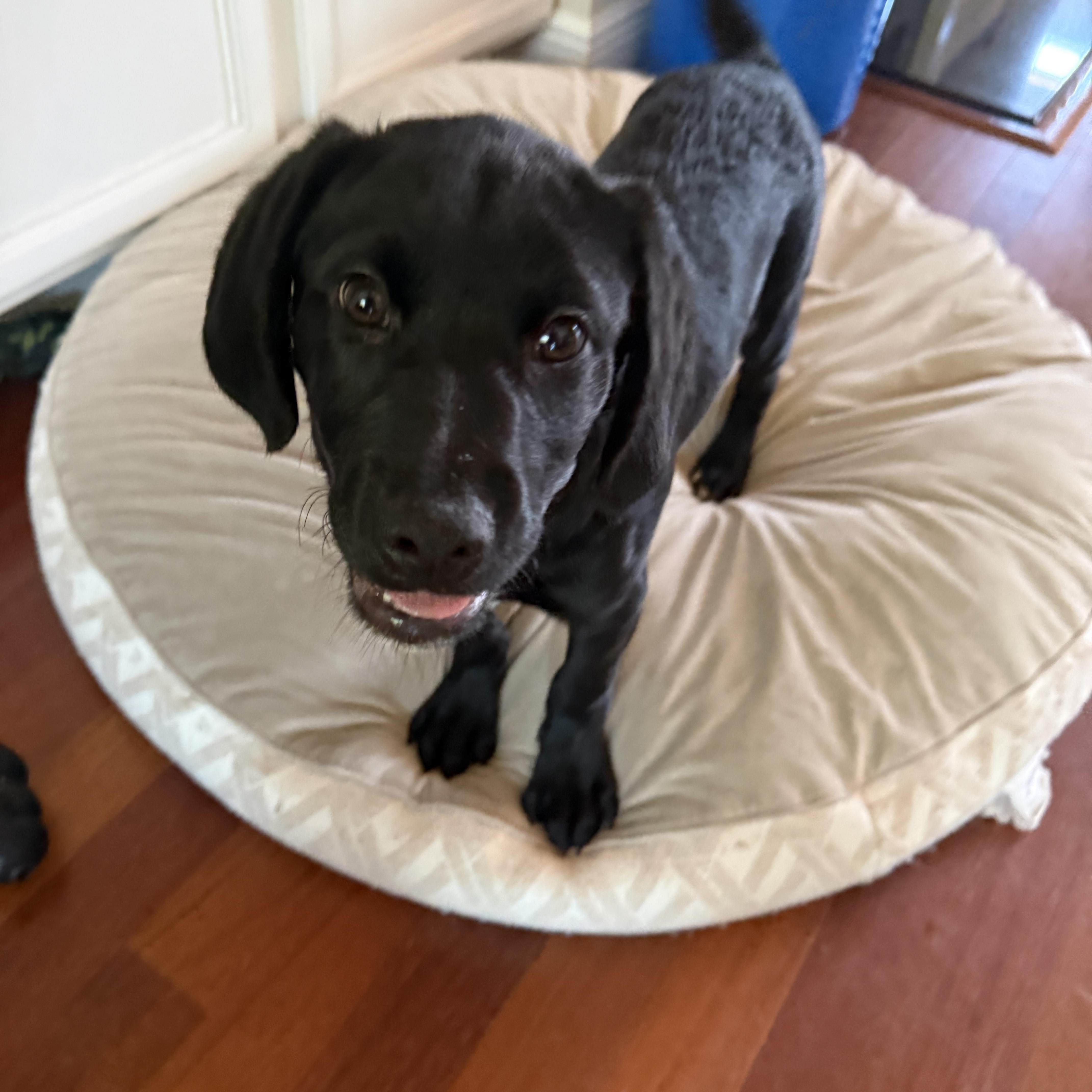 A baby small-sized male Labrador Retriever dog named Walnut for adoption in Ocean Springs, MS