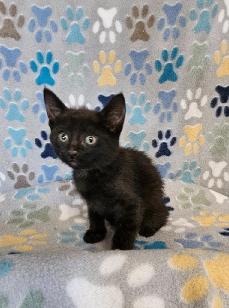 A baby small-sized female Domestic Short Hair cat named Jessie for adoption in Wabash, IN