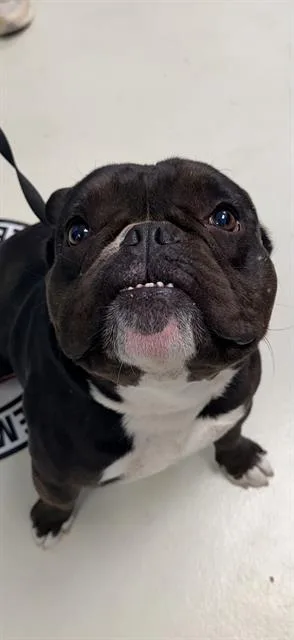 An adult small-sized male French Bulldog dog named Draco for adoption in Santa Cruz, CA