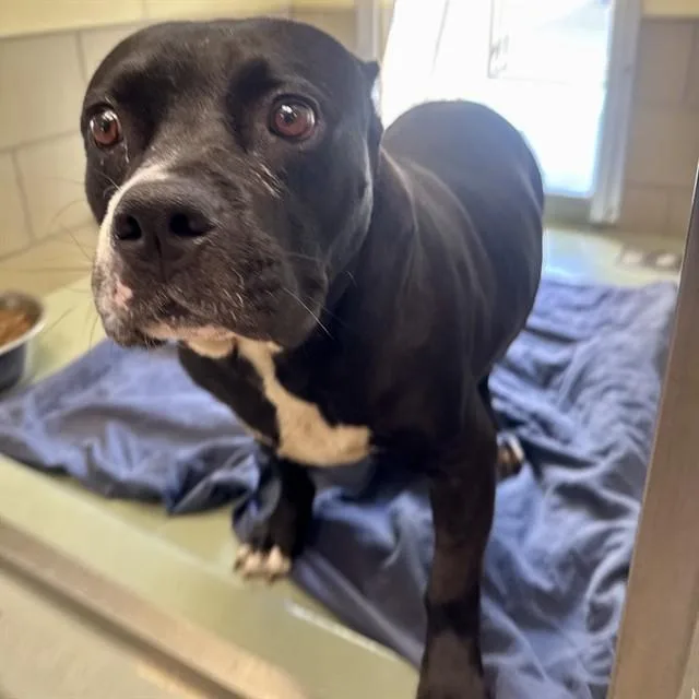 An adult large-sized female Pit Bull Terrier dog named Sheila for adoption in Riverside, CA