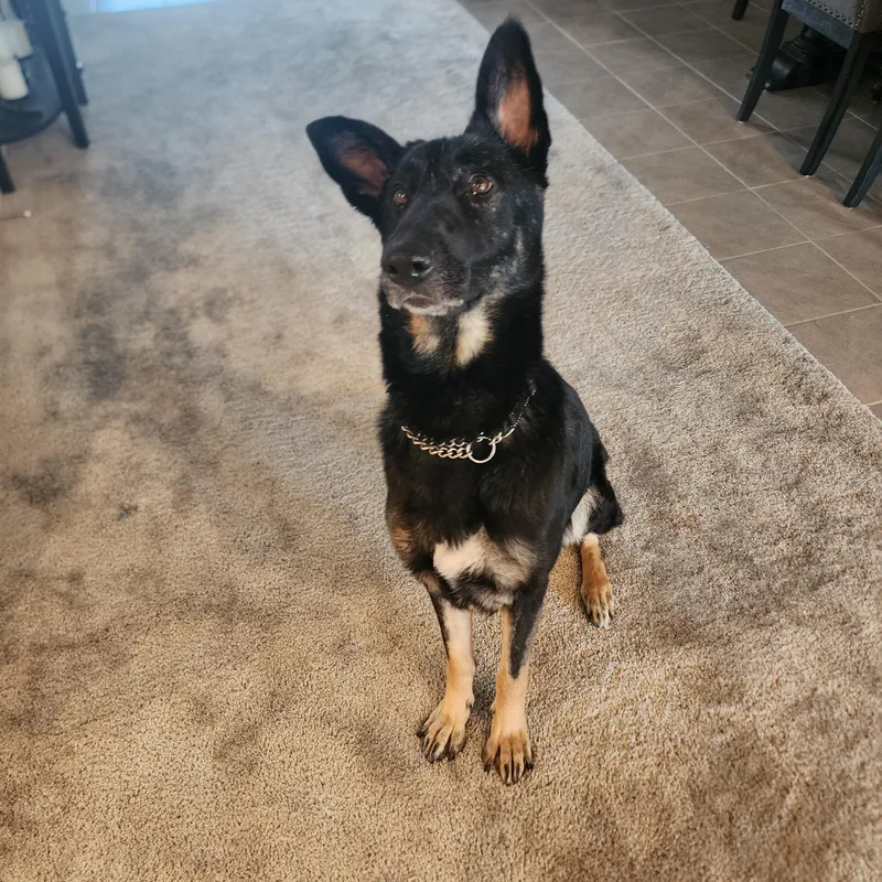 An adult medium-sized female Bicolor German Shepherd Dog dog named Artemis for adoption in Temecula, CA