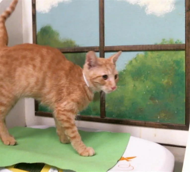 A baby small-sized female Domestic Short Hair cat named Gabby for adoption in Houston, TX