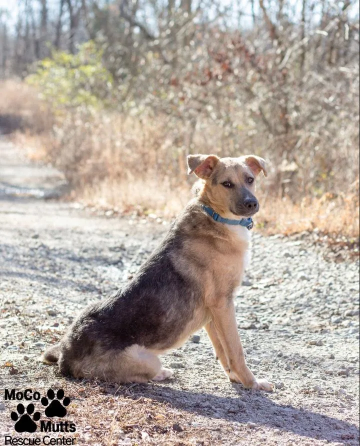 Cashmere thumbnail 2