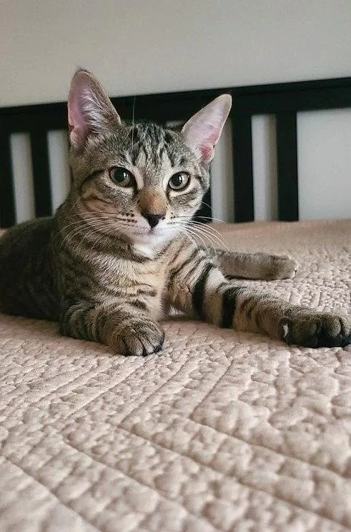 A baby medium-sized female Domestic Short Hair cat named Canvas for adoption in Reston, VA