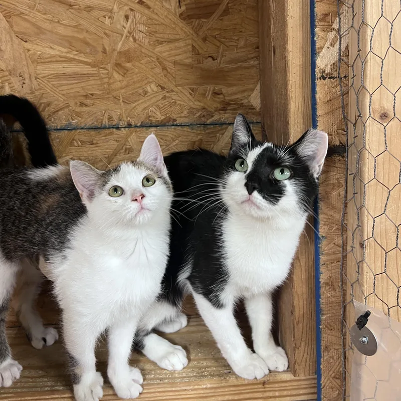 A baby medium-sized female Calico cat named Cooky for adoption in Richmond, VA
