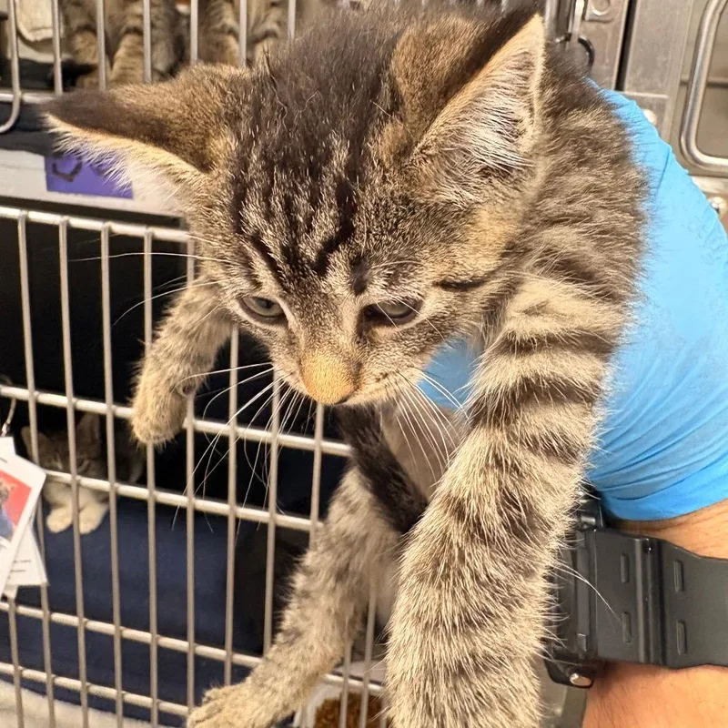 A baby small-sized female Brown / Chocolate Domestic Short Hair cat named Arya for adoption in Newark, NJ