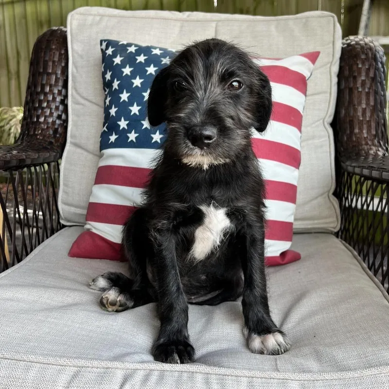 A baby medium-sized male Black Poodle dog named Dino for adoption in New Orleans, LA