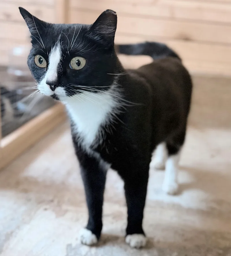A young medium-sized female Black & White / Tuxedo Tuxedo cat named Cherry Jubilee for adoption in Philadelphia, PA