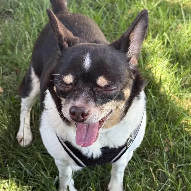 A senior small-sized female Chihuahua dog named Rosie for adoption in Palatine, IL