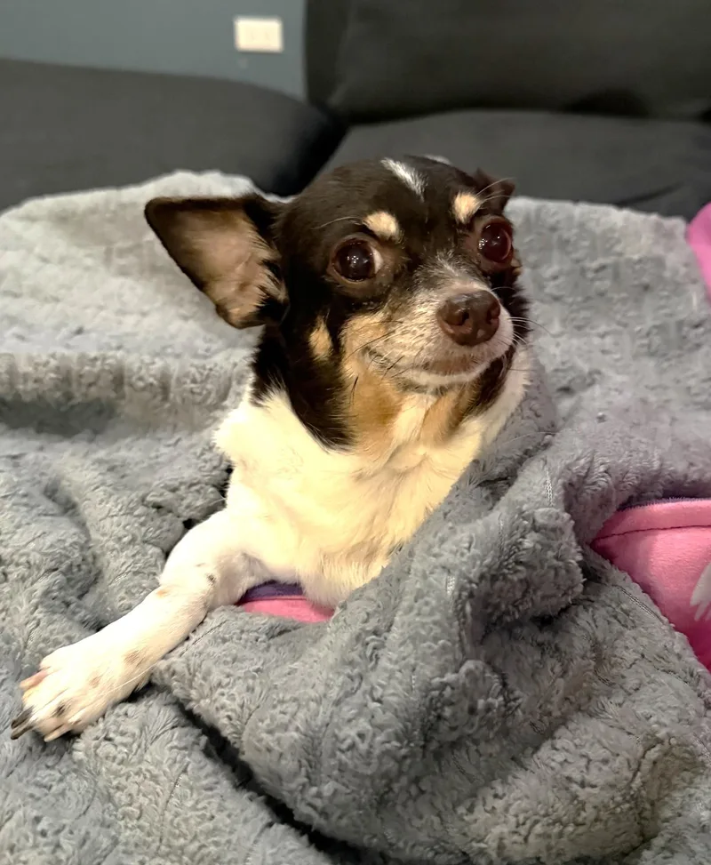 Rosie thumbnail 4