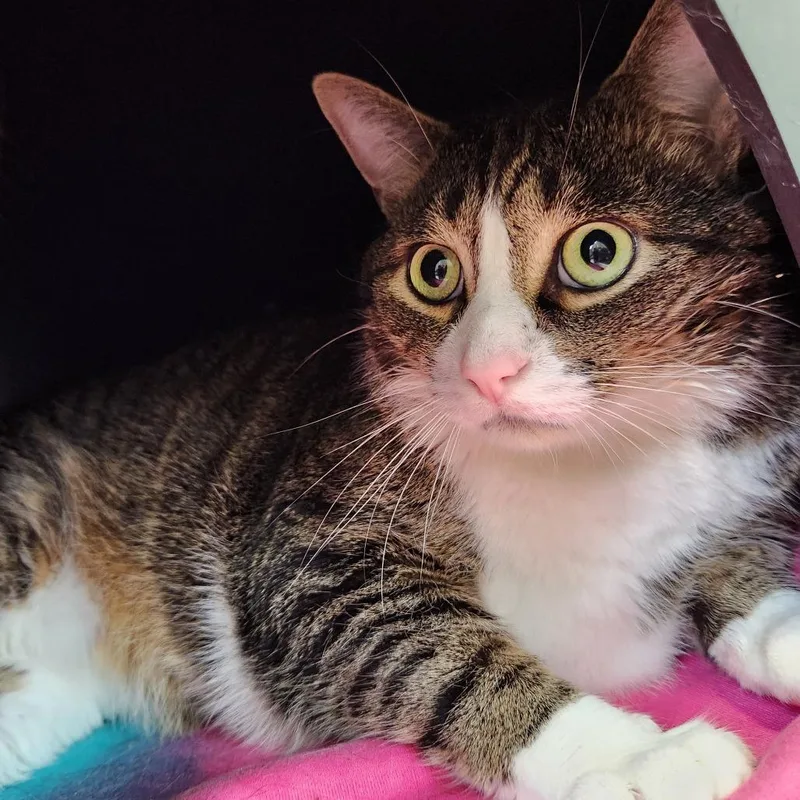 An adult extra large-sized male Brown / Chocolate Domestic Short Hair cat named Mojito for adoption in Grand Rapids, MI