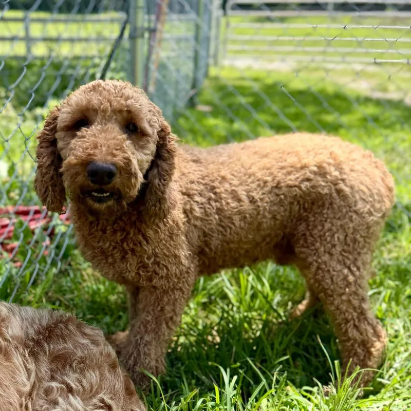 A young medium-sized male Golden Poodle dog named Kalen Missouri for adoption in Peyton, CO