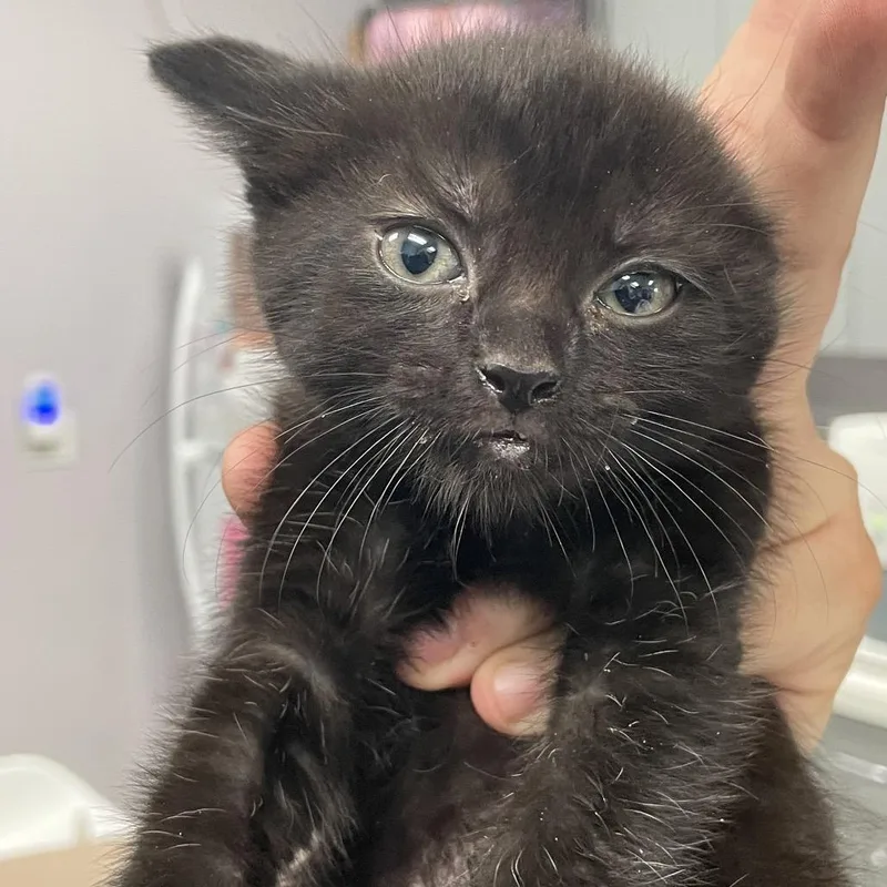 A baby small-sized female Black Domestic Short Hair cat named Haze for adoption in Port Charlotte, FL