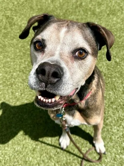 An adult large-sized male Yellow / Tan / Blond / Fawn Mixed Breed dog named Hitch for adoption in Wichita, KS