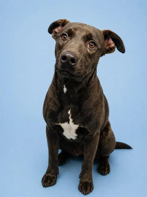 A young medium-sized male Catahoula Leopard Dog dog named Ozzy for adoption in Westminster, MD