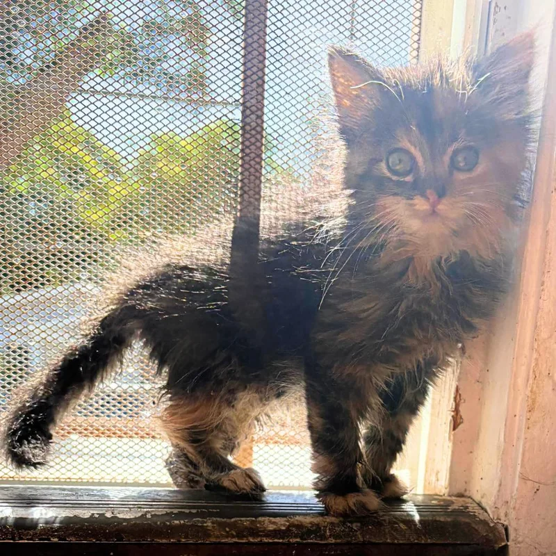 A baby small-sized female Calico Domestic Short Hair cat named Winnie for adoption in Pleasant Hill, CA