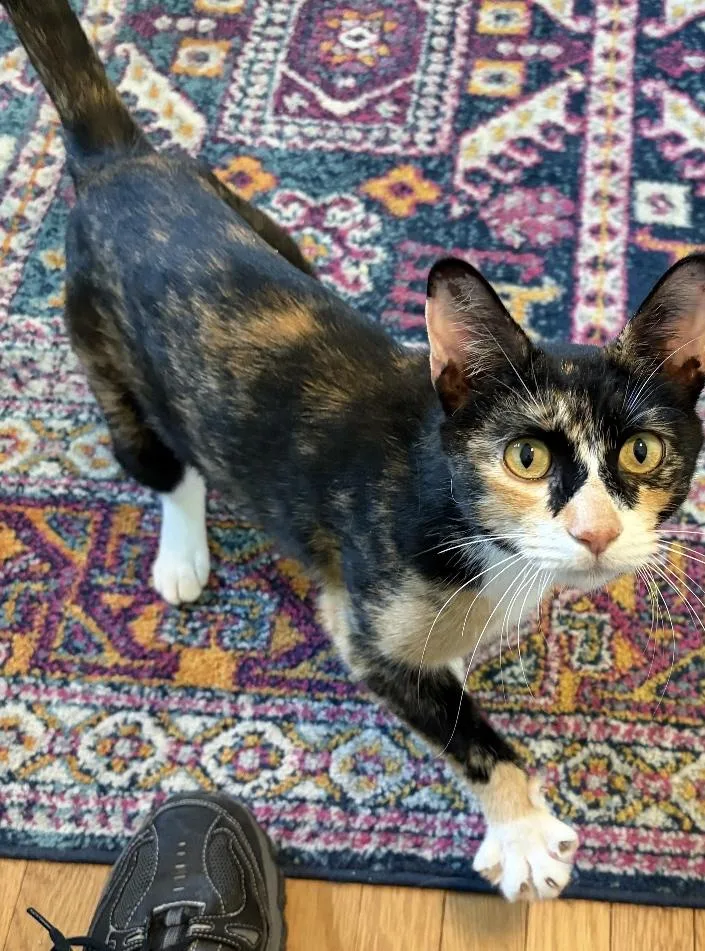 An adult medium-sized female Black Domestic Short Hair cat named Lidia for adoption in Turnersville, NJ