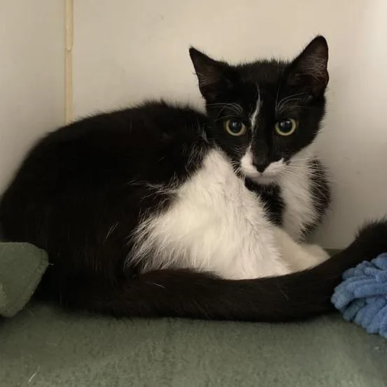 An adult medium-sized female Black Domestic Short Hair cat named Geranium for adoption in Hawthorne, CA