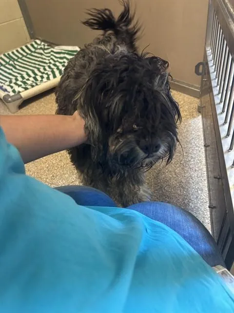 An adult medium-sized male Schnauzer dog named Koba for adoption in Albuquerque, NM