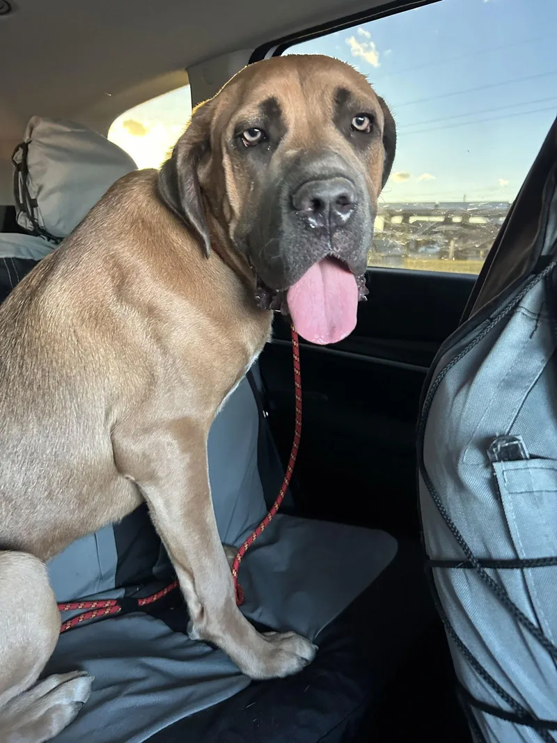 Chili Mac thumbnail 3